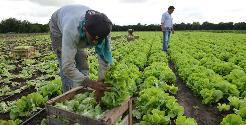 productores agricolas