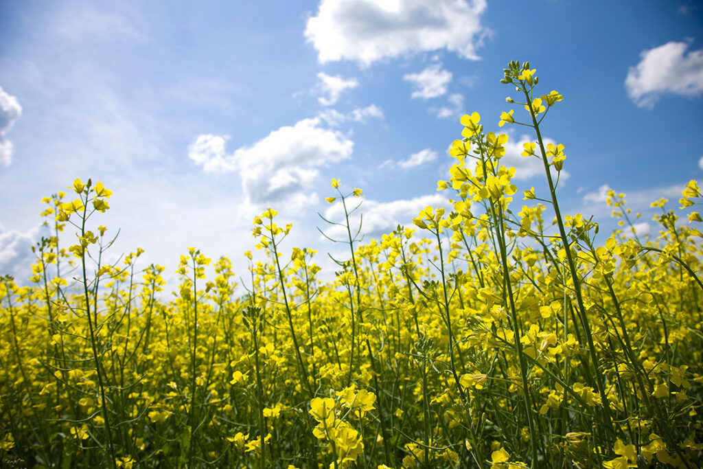 Canola